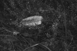 A single pale leaf resting on a bed of dark grass and tiny flowers.