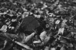 A dark tree stump half-buried in dry fallen leaves.