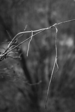 curling tendril crossing the frame